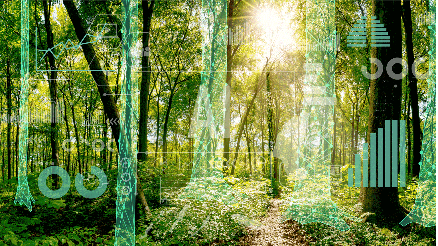 Protecting and Managing Forests with AI